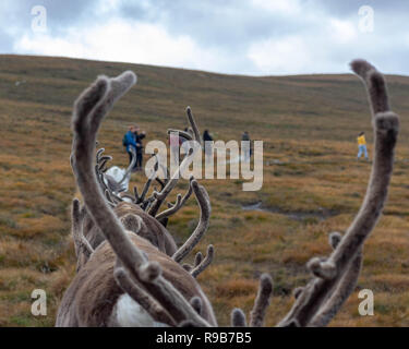 Les rennes ont vécu ici dans le Parc National de Cairngorms depuis 1952, où le troupeau sont autorisés à faire paître sur plus de 10 000 hectares sur les flancs. Banque D'Images