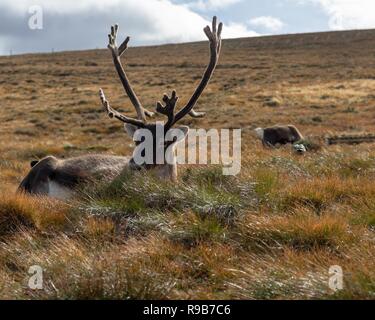 Les rennes ont vécu ici dans le Parc National de Cairngorms depuis 1952, où le troupeau sont autorisés à faire paître sur plus de 10 000 hectares sur les flancs. Banque D'Images