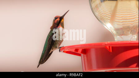 Homme Anna's hummingbird perching on feeder Banque D'Images