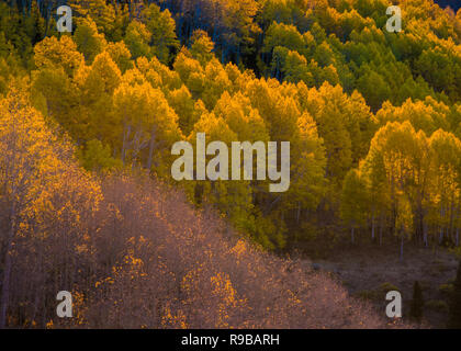 La variation de couleur d'automne dans un cadre montagnard. Banque D'Images