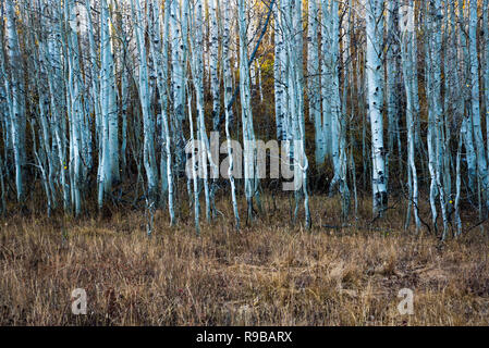 La variation de couleur d'automne dans un cadre montagnard. Banque D'Images