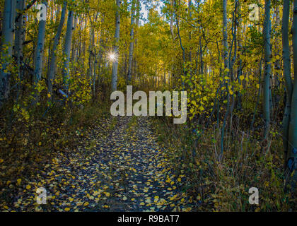 La variation de couleur d'automne dans un cadre montagnard. Banque D'Images