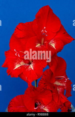 Glaïeul fleurs rouge vif sur un fond bleu, studio shot. Banque D'Images