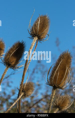 Cardère (Dipsacus fullonum), Dumfries & Galloway, Scotland, UK, Banque D'Images