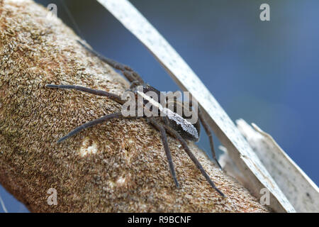 Marais ou d'un radeau, araignées Dolomedes fimbriatus, UK Banque D'Images