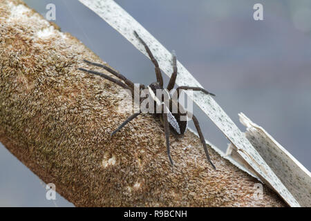 Marais ou d'un radeau, araignées Dolomedes fimbriatus, UK Banque D'Images