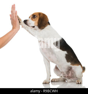 Chien Beagle donner une patte Banque D'Images