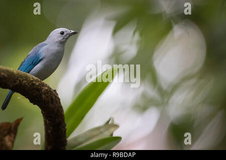 Calliste gris-bleu (Tangara episcopus) perché sur branche. Heredia province. Costa Rica. Banque D'Images