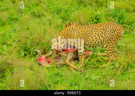 Mâle guépard mange un jeune Gnu ou des gnous dans l'herbe verte de la végétation. La zone de Ndutu Ngorongoro Conservation Area, Tanzania, Africa. Banque D'Images