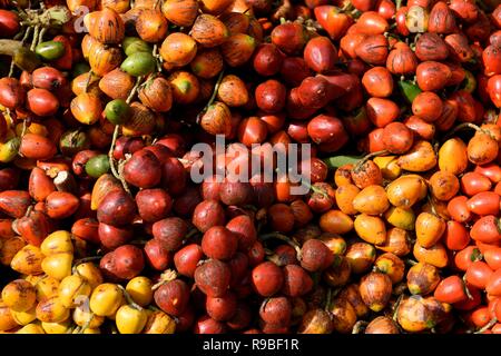 Fruits de palme colombiens crus, frais et colorés, ou Chontaduro, à Cali, en Colombie Banque D'Images