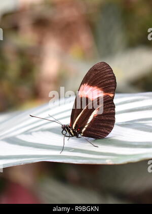 Heliconius melpomene le postman butterfly sitting on a leaf Banque D'Images