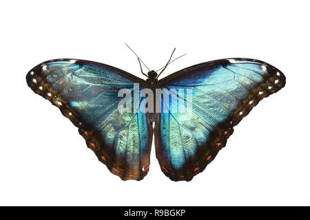 Papillon Bleu morpho Morpho peleides isolé sur fond blanc Banque D'Images