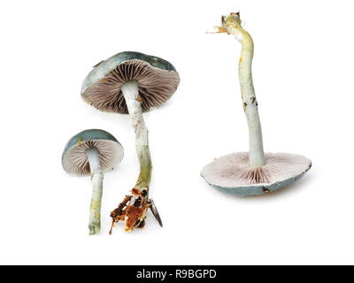 Champignons Stropharia caerulea Roundhead bleu sur fond blanc Banque D'Images