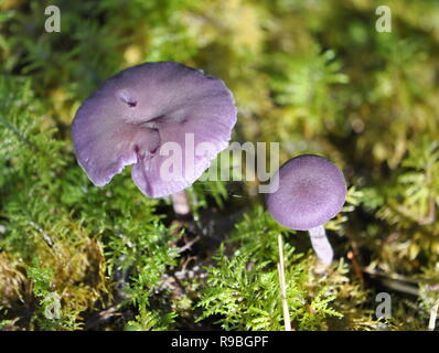 Le séducteur améthyste Laccaria amethystina champignons dans son environnement naturel Banque D'Images