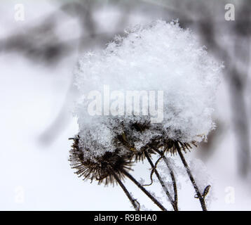 Flocons moelleux sur les graines sèches d'un chardon.Fluffy flocons sur un chardon Banque D'Images