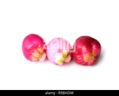 Les baies roses de la torquéole cherry tree Syzugium australe isolé sur fond blanc Banque D'Images