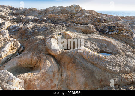 Thrombolites fossilisés entourant la base d'arbres qui ont grandi dans la période jurassique de Lulworth Cove, à Dorset, Angleterre Banque D'Images