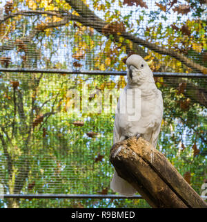 Crested soufre cacatoès blanc assis une branche d'arbre, un animal de compagnie populaire en aviculture de l'Australie Banque D'Images