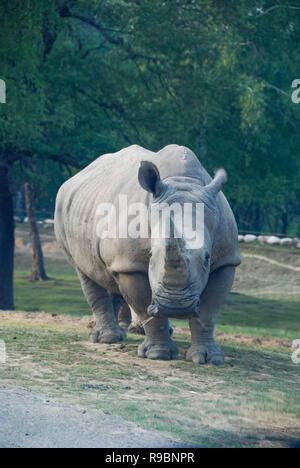 Un rhinocéros dans un parck du nord de l'Italie Banque D'Images