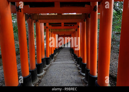 Beau tunnel de torii portes dans le sanctuaire Fushimi Inari de Kyoto, Japon Banque D'Images