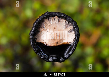 Les champignons de Coprinus comatus apparaissent d'abord comme des cylindres blancs émergeant de le sol Banque D'Images