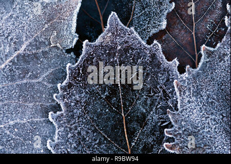 Les feuilles d'automne sur le sol de la forêt avec des modèles de la nature close-up et de gel Banque D'Images