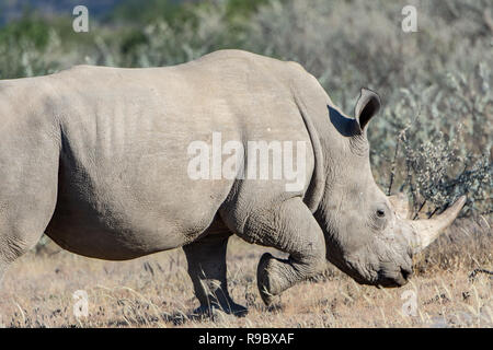 Rhinocéros blanc du sud (Ceratotherium simum simum) fonctionnant en Namibie, l'Afrique. Considéré comme quasi menacé. Banque D'Images