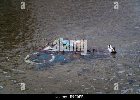 Deux canards colvert (Drake) assis sur un vélo abandonné dans une rivière sur une journée ensoleillée Banque D'Images