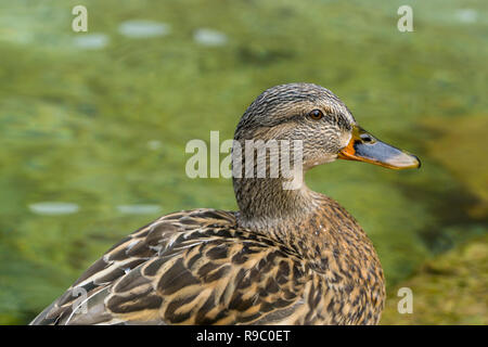 Cloes-Up d'un canard nage sur une journée ensoleillée - Mallard Drake Banque D'Images