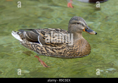 Cloes-Up d'un canard nage sur une journée ensoleillée - Mallard Drake Banque D'Images