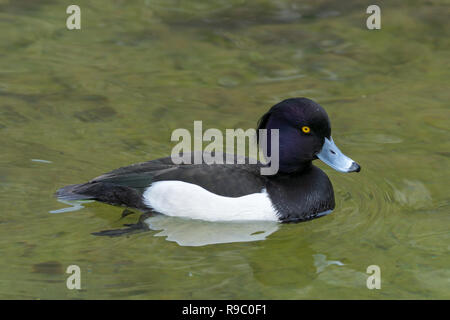 Cloes-Up d'un canard nage sur une journée ensoleillée - Mallard Drake Banque D'Images