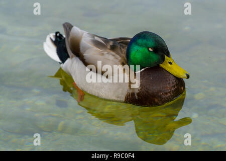 Cloes-Up d'un canard nage sur une journée ensoleillée - Mallard Drake Banque D'Images