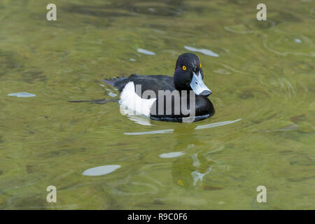 Cloes-Up d'un canard nage sur une journée ensoleillée - Mallard Drake Banque D'Images