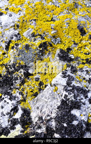 Lichen jaune du genre Candellaria croissant sur une pierre Banque D'Images