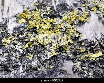 Lichen jaune Vulpicida pinastri croissant sur écorce Banque D'Images