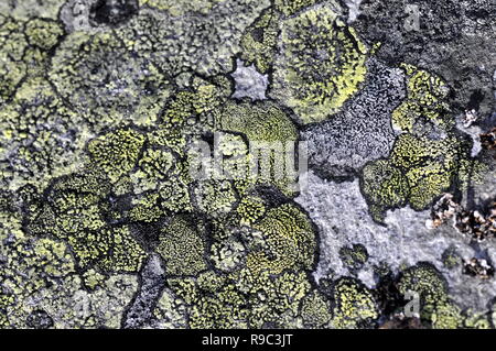 Site lichen Rhizocarpon geographicum croissant sur une pierre Banque D'Images