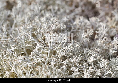 Libre sur le renne lichen Cladonia rangiferina Banque D'Images