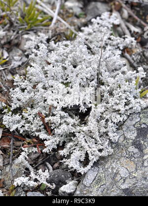 Stereocaulon paschale lichen de la neige Banque D'Images