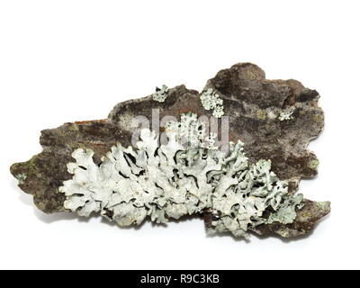 Hypogymnia physodes lichen tube blanc Banque D'Images