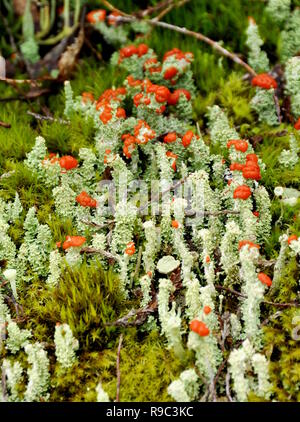 Lichen Cladonia bellidiflora tasse rouge Banque D'Images
