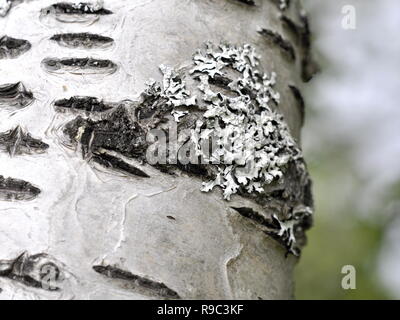 Tube blanc lichen poussant sur un tronc de bouleau Banque D'Images