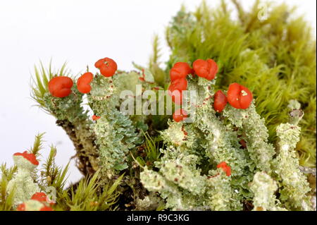 Cup lichen Cladonia bellidiflora Banque D'Images