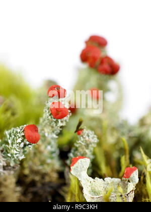 Cup lichen Cladonia bellidiflora Banque D'Images