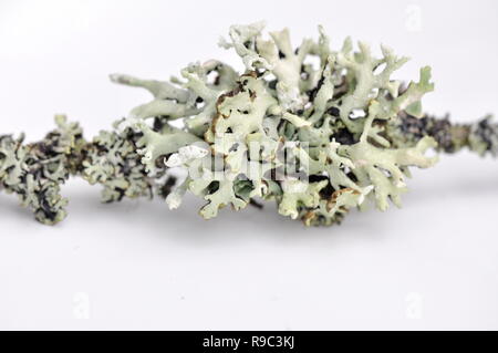 Hypogymnia physodes lichen tube blanc Banque D'Images