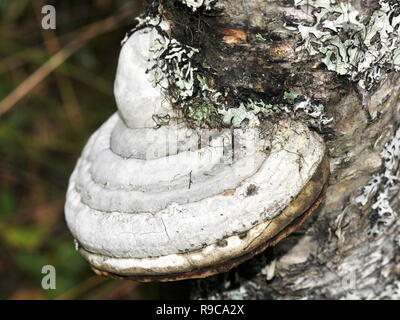 L'Amadou Fomes fomentarius conk sur un tronc d'arbre Banque D'Images