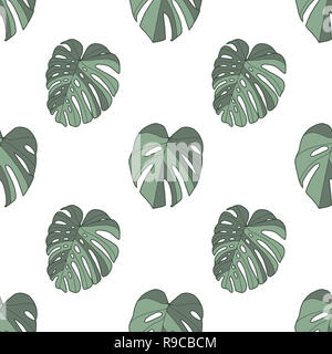 Monstera deliciosa, mini, acuminata et obliqua plante tropicale windowleaf motif transparent sur fond blanc Banque D'Images