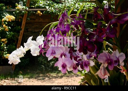 Blanc, rose et violet des pics de floraison des orchidées dans un jardin Banque D'Images