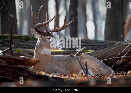 Un cerf mâle mature pose à côté d'arbres tombés dans les bois. Banque D'Images