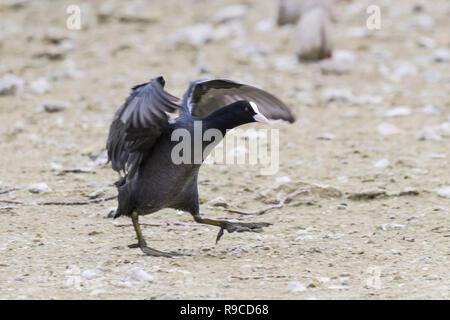 Vue latérale d'un oiseau foulque (Fulica atra) courir sur le sol en automne dans le West Sussex, Angleterre, Royaume-Uni. Banque D'Images