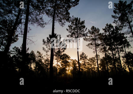 La forêt de pin maritime baigné de lumière du soleil à l'aube Comporta Banque D'Images